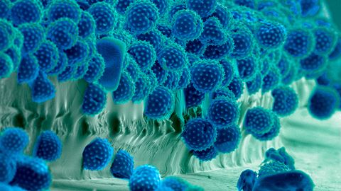 Get Ready for Longer, More Intense Pollen Seasons - Vimarsana News