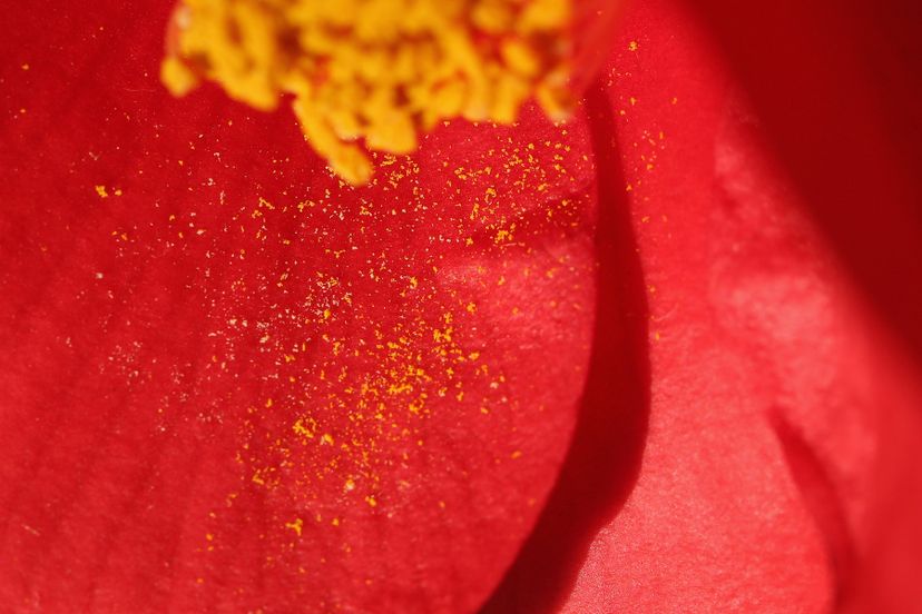 Pollen falls from a Camellia in the conservatory at the Chiswick House Camellia Show in London, England. 