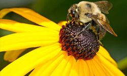 Bee on brown-eyed susan.