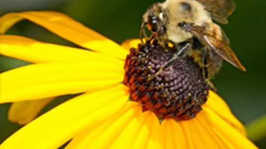 Know Your Pollen Trigger Season