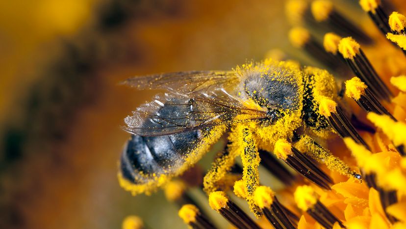 pollen-covered bee