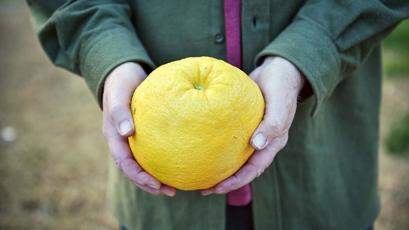 pomelo