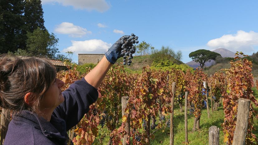 vineyards in Pompei