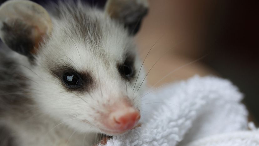 possum, scavenger