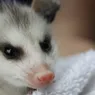 Opossums: So Darn Ugly They're Adorable