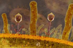 In this illustration, bacteriophages (the things that look like bugs topped with scepters) are shown injecting their genome into the bacteria. Phage therapy has gotten attention as a way to potentially fight antibiotic-resistant bacteria