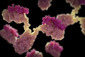 A group of human antibodies (the Y-shaped proteins) gears up to defend against foreign objects like bacteria and viruses.