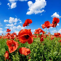 Red poppies on spring meadow and strongly polarized blue sky