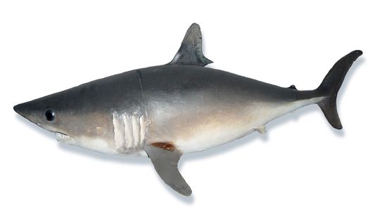 The Porbeagle Shark Hunts With Dogged Determination