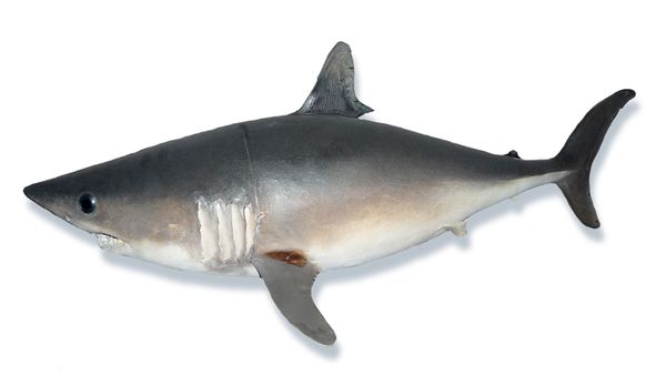 porbeagle shark