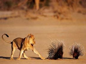 Even lions know to watch out for porcupine quills.