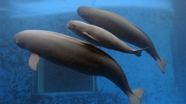 Mammal swims in blue underwater nature.