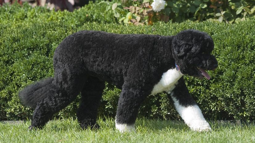 Portuguese water dog