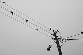 Birds perch on a power line. Notice that there are three wires coming from the pole.
