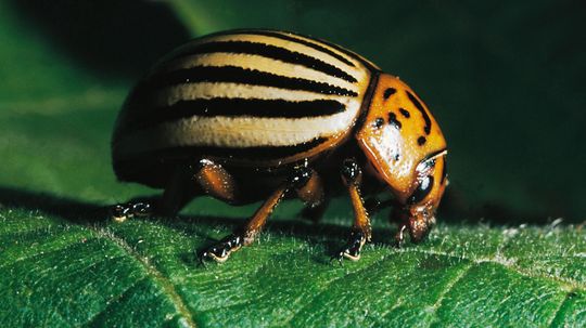 The Potato Bug Is a Super Pest That's Hard to Control