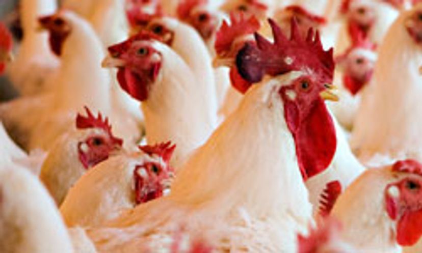 The Ultimate Poultry Quiz