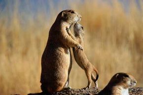 can prairie dogs see