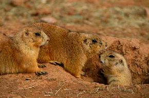 can you get the plague from a prairie dog