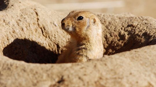 Can I catch plague from a prairie dog?