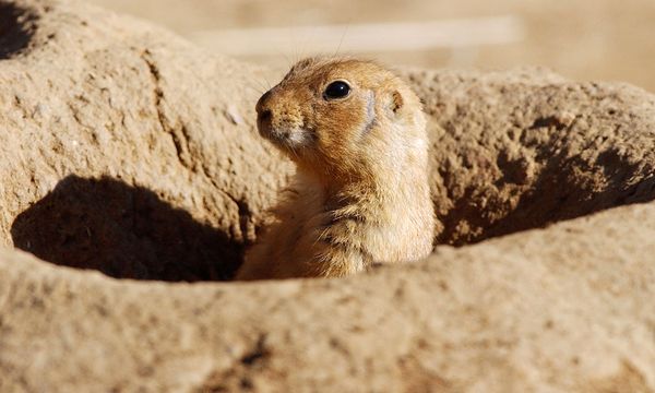 Mammal prairie dog in natural habitat.