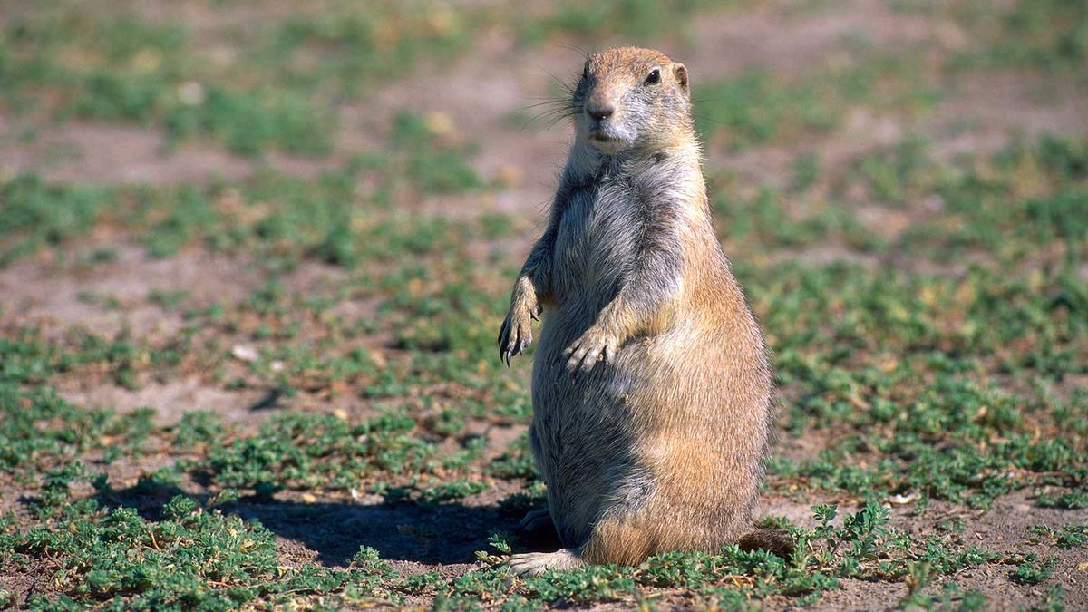 The Battle of the Burrow: Prairie Dog vs Capybara - Baby Capybara