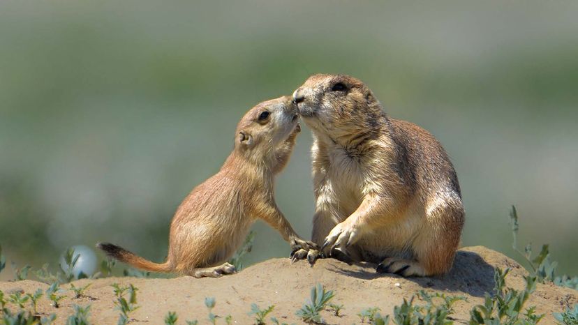 do prairie dogs make noise