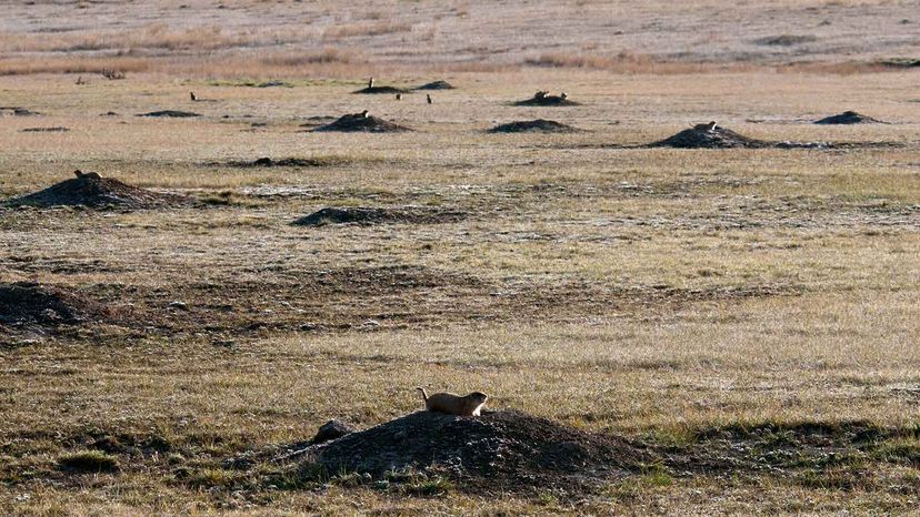 Prairie dogs