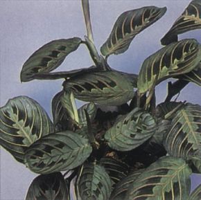 Prayer plant's colorful leaves fold up at night.See more pictures of house plants.