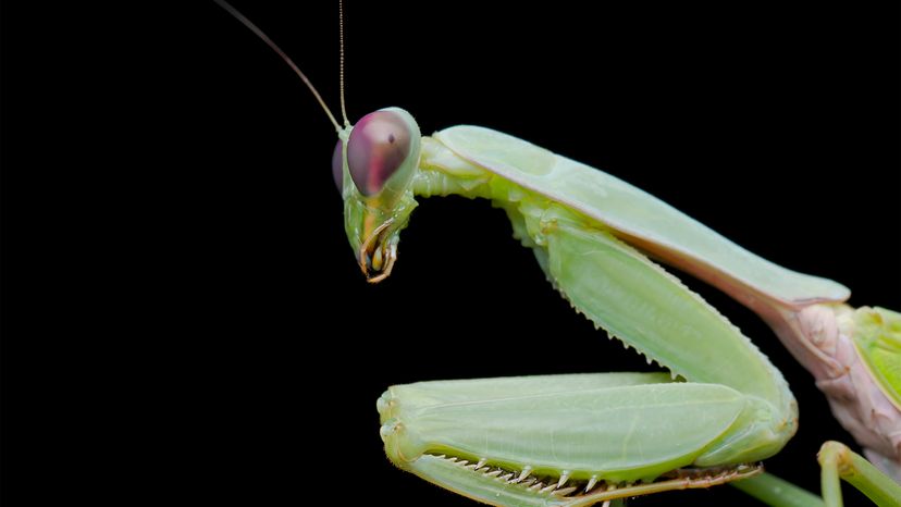 praying mantis, learning