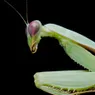 Who Knew a Praying Mantis Could Learn?