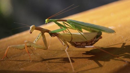 Do female praying mantises decapitate their mates?