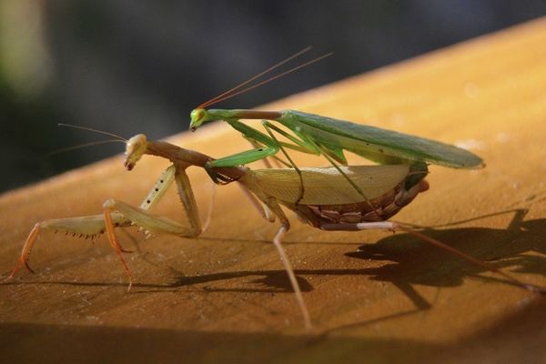 A male and female praying mantis mating.