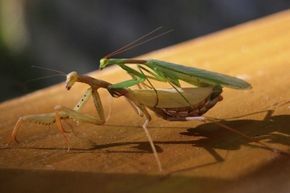 Sexual reproduction can be pretty grimy for different species, but do praying mantis females really decapitate their mates after the deed?
