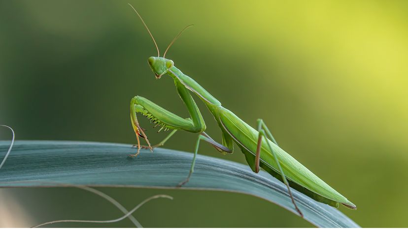 有益的昆虫”width=