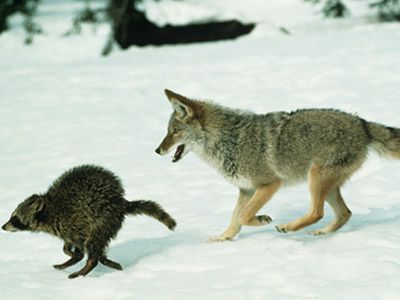 Mammal plays in winter snowscape.
