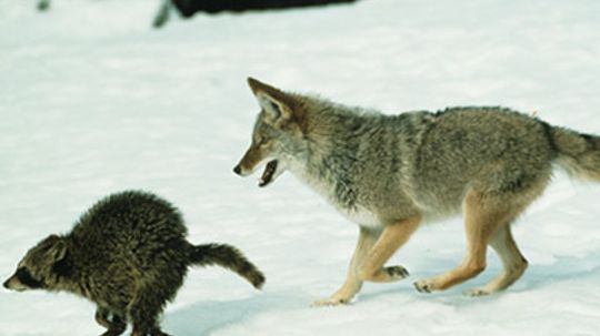 How Predator Hunting Works