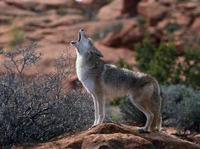 Trying to find nearby coyotes? Give a howl and listen for the animal's response call.