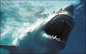 Great White Shark