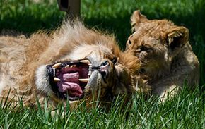 Lion and lioness