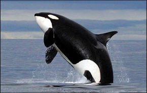 Killer Whale