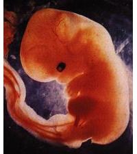 The embryo at six weeks