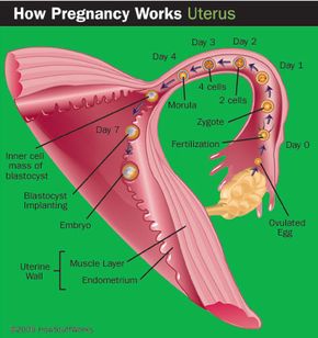 The fertilized egg makes the journey through the Fallopian tube to the uterus, where it will implant.