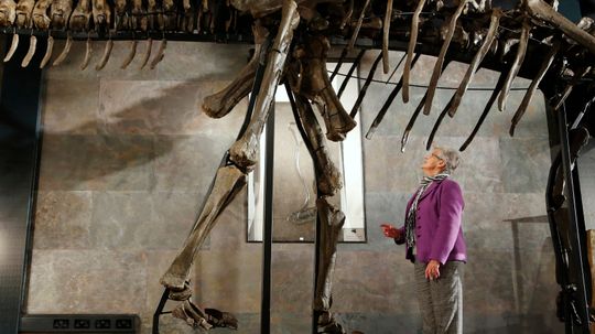 Why were so many prehistoric animals so big?