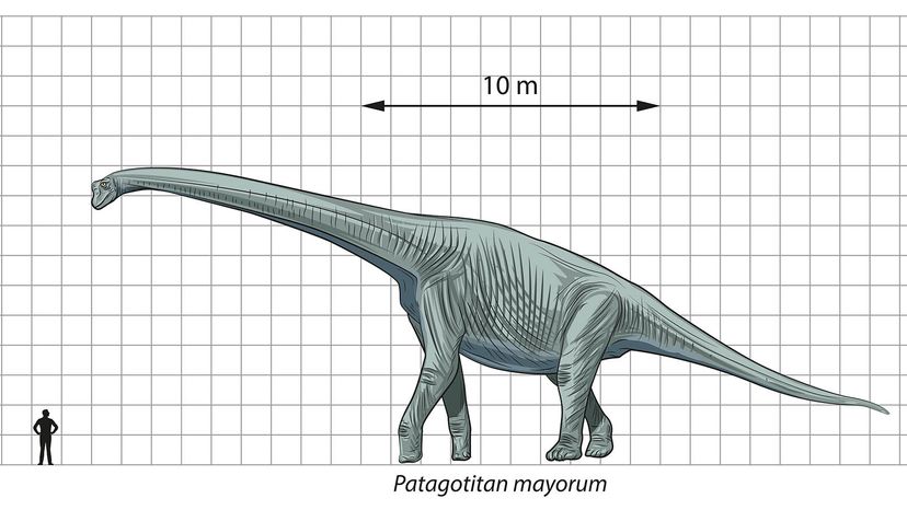  titanosaur Patagotitan