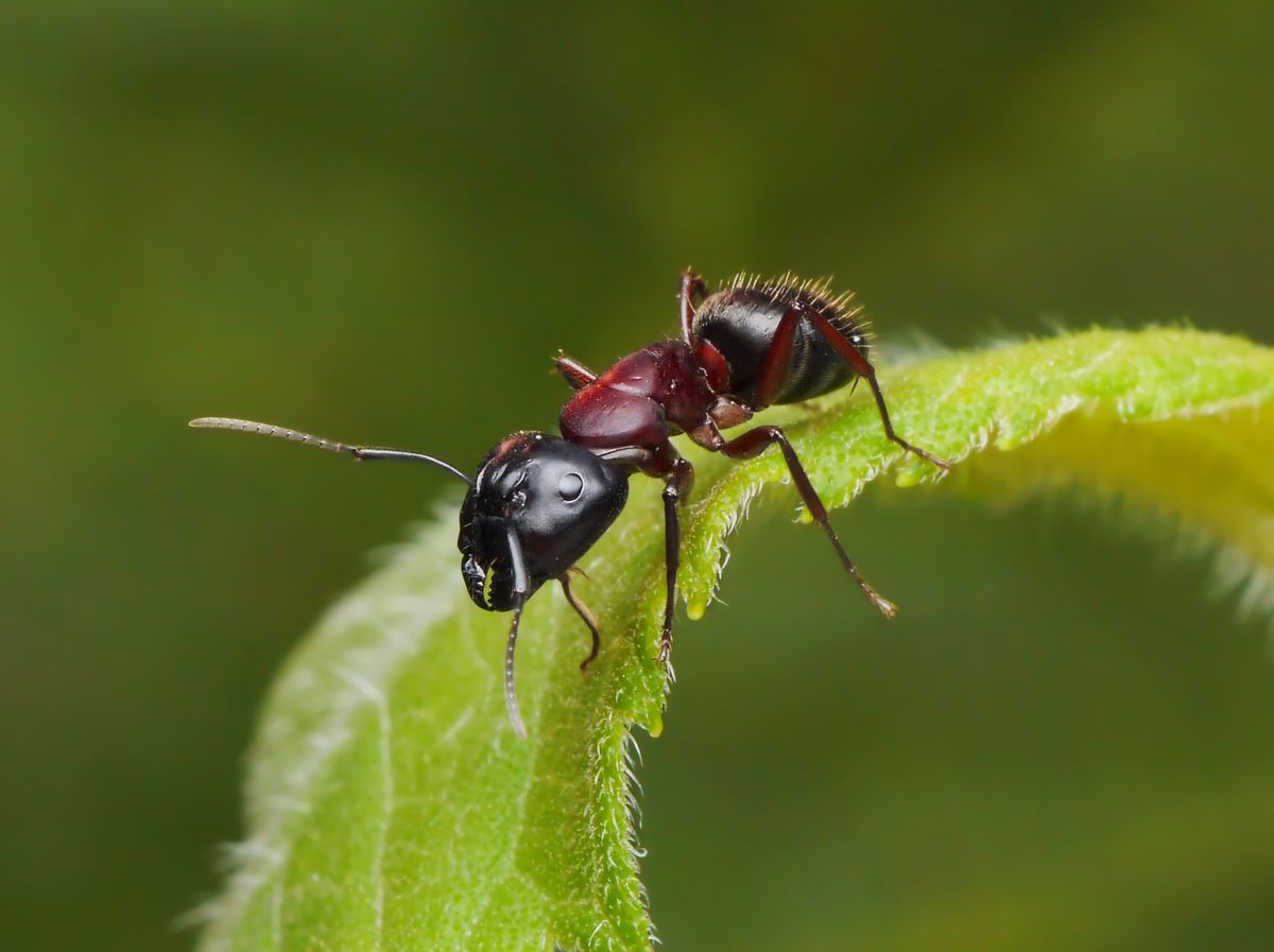 How to Prevent Grease Ants HowStuffWorks