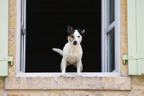 No need to trade in Fido for a large guard dog. Even little dogs can alert the neighbors that someone is prowling near your house.