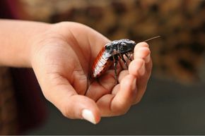 Live cockroach in a person's open hand