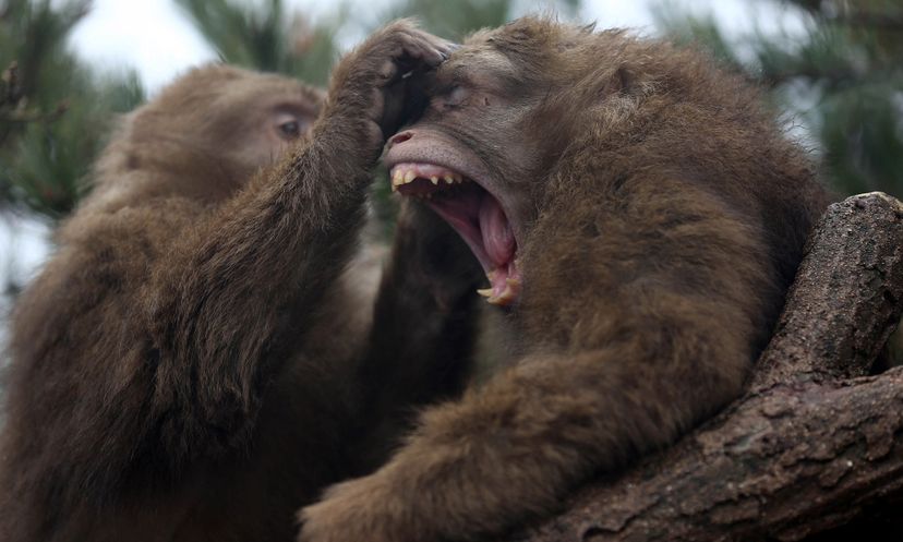 Amazing Animals: Primate Quiz