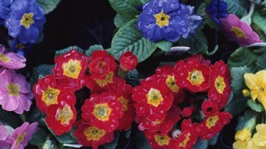 年度月见草＂width=