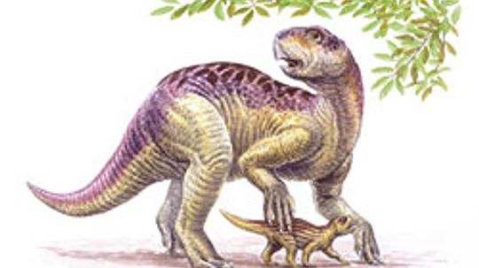 psittacosaurus.“border=